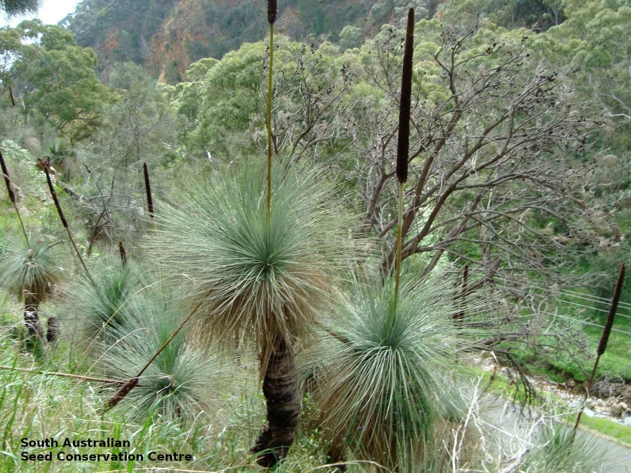 クサントロエア　クアドラングラータ　ブラックボーイ クサントロエア クアドラングラータ Xanthorrhoea quadrangulata